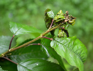 The young leaves of sweet cherry damaged by a plant louse