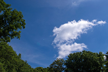 White clouds in the form of clouds of smoke peeking out from behind the branches and crowns of trees framing them from below with thick green foliage against a serene blue sky