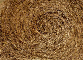Hayfield. Hay harvesting Sunny autumn landscape. rolls of fresh dry hay in the fields. tractor collects mown grass. fields of yellow mown grass against a blue sky.