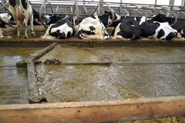 The moving delta scraper installation removes manure in the cowshed
