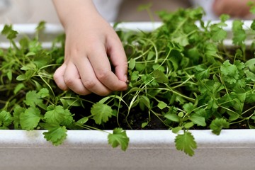 Hand of a child with sprouted cilantro seed.