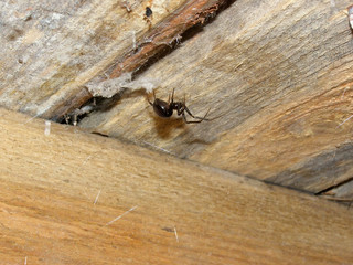 Brown home spider