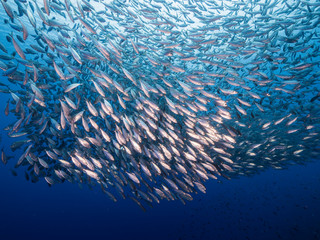 Bait ball in coral reef of Caribbean Sea around Curacao at dive site Playa Grandi