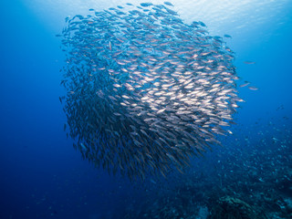 Bait ball in coral reef of Caribbean Sea around Curacao at dive site Playa Grandi