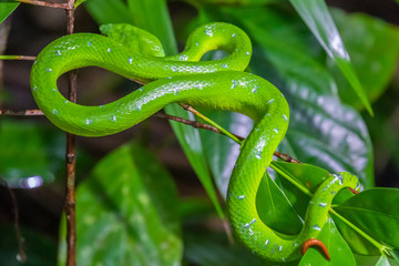 Fototapeta premium Taman Negara Bako, green viper