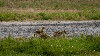 Obraz na płótnie Canvas goslings in the grass