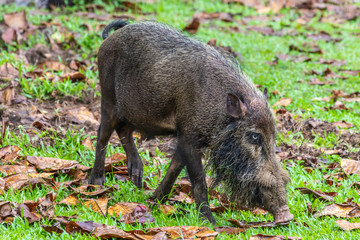 Taman Negara Bako, wild boar