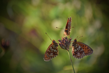 Three queens having a lunch together - Queen of Spain fritillary