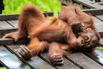 maleisië, orang oetan wildlife center, sarawak, borneo
