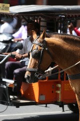 Obraz premium horse and carriage