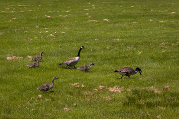 group of canadian geese on green grass