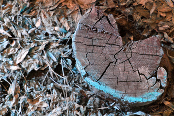 Old cracked tree trunk texture, sawed section top view, cracked from center, brown blurry dry leaves background, close up detail
