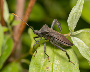 detailed photo of a Leaf-footed bug sitting on a green leaf