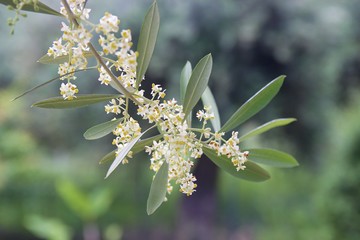 Close up view of a branch full of white flowers of blooming olive tree in a Greek olive grove to...