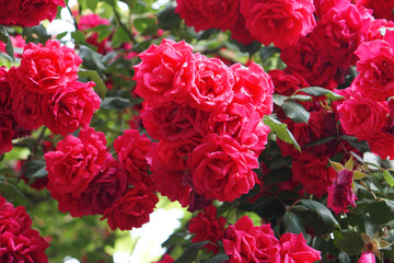 shrub red roses blooms and shimmers in the sun