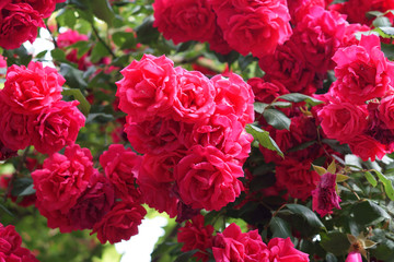 shrub red roses blooms and shimmers in the sun
