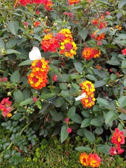 mariposas blancas en flores naranja