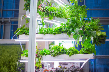 Green plants growing in pots at laboratory. Hydroponic gardening system, eco, natural and science concept