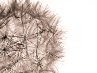 close up of  dandelion flower over black background