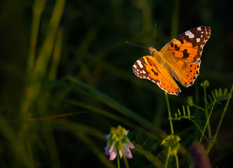 Small colorful butterfly