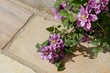 Waldrebe (Clematis Hybride) mit rosa Blüten auf der Terrasse