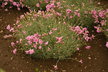 Fototapeta premium pink small carnations in Bistrita, Romania,2019