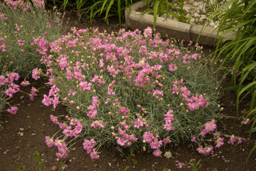 pink small carnations in Bistrita, Romania,2019