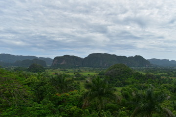 Fototapeta na wymiar Vinales valley is very green and full of beautiful trees. picture from high ground
