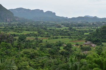 Fototapeta na wymiar Vinales valley is very green and full of beautiful trees. picture from high ground