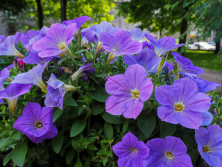 Beautiful blue flowers in the garden macro view, summer flower background