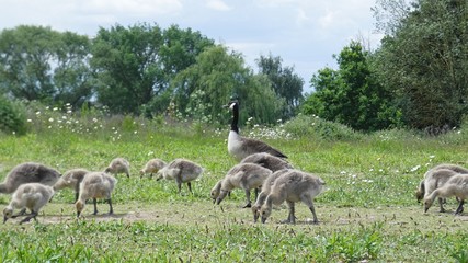 Mother Goose and Babies