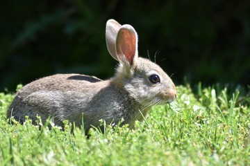 Wild rabbit breeding eating grass on a summer meadow (Oryctolagus cuniculus)