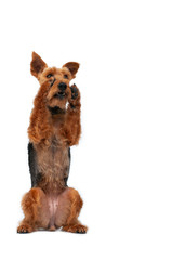 dog welsh terrier in studio isolated portrait on white background