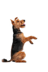 dog welsh terrier in studio isolated portrait on white background