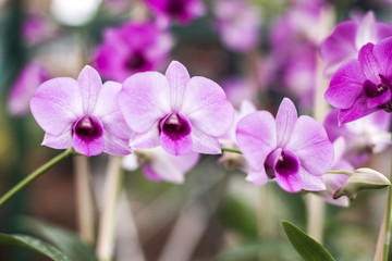 Naklejka na ściany i meble pink orchids in garden