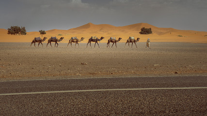Fototapeta na wymiar camels in desert