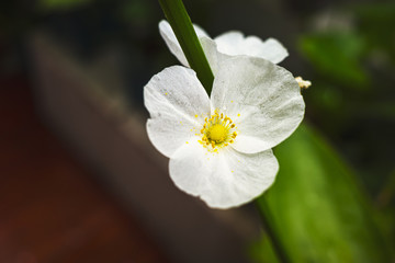 White water flower