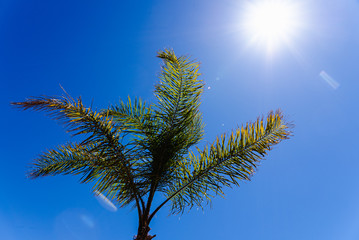 Background of the top of a palm tree seen from below against the midday sun.