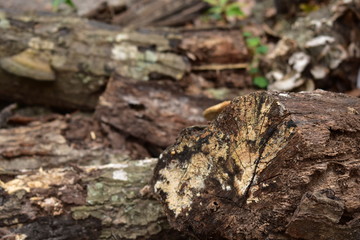 Tree stumps and firewood.