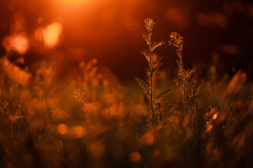 Grass field during golden hour