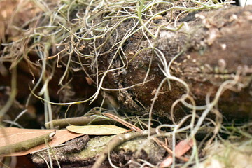 Tree stumps and firewood.