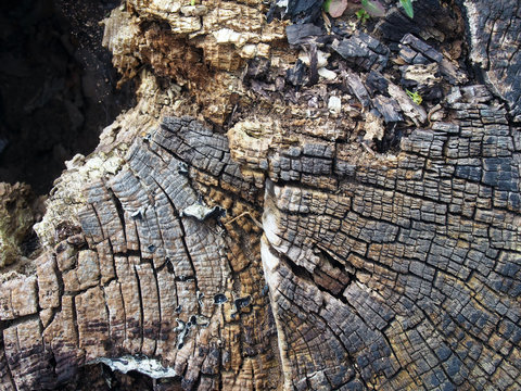 old cracked decaying timber surface with tree rings and lines in a geometric concentric pattern