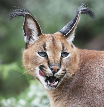Wild caracal portrait in South Africa