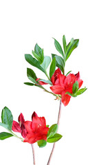 Deciduous rhododendron Azalea 'Nabucco', ornamental shrub, isolated on white background.