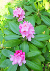 Ornamental shrub Rhododendron large-leaved - Rh. macrophyllum, blooming pink flowers in the garden in spring