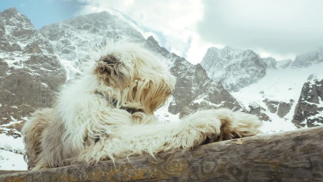 Polish Lowland Sheepdog PON in the mountains. Tatra mountains, Dolina Zeleneho plesa, Maly Kezmarsky stit