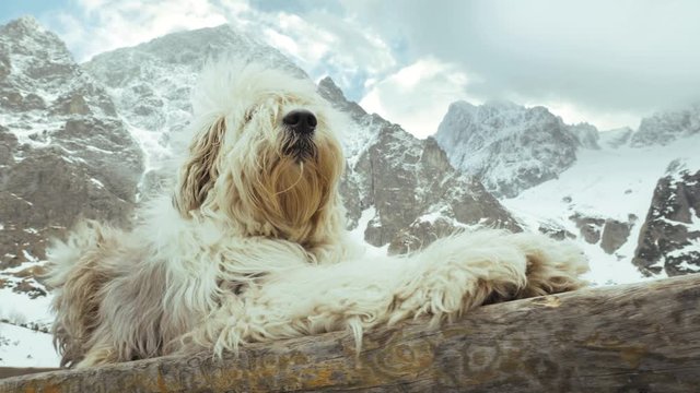 Polish Lowland Sheepdog PON in the mountains. Tatra mountains, Dolina Zeleneho plesa, Maly Kezmarsky stit