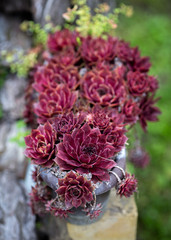 Red Sempervivum Houseleek succulent plants