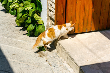 Red and white cat on the threshold of the house in the resort town. Homecoming