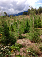 forest in the mountains